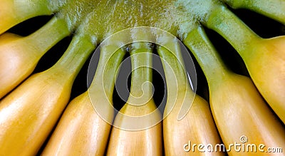 A branch of tasty yellow bananas. Ripe bananas Stock Photo