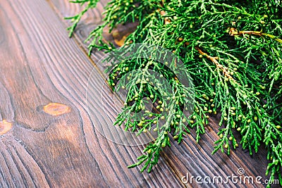 Branch thuja on dark wooden background with copy space. Toned Stock Photo