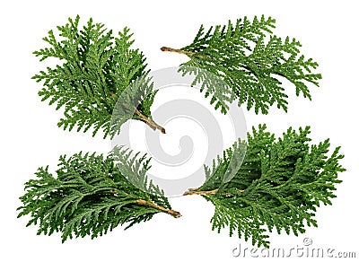 Branch of thuja isolated on white background Stock Photo