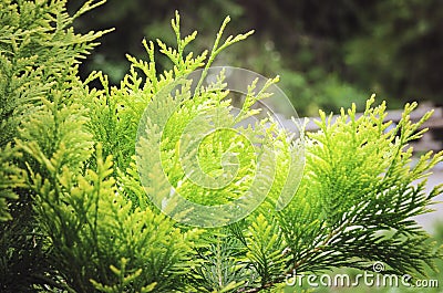 The branch Thuja occidentalis close-up. Beautiful summer background. Close-up, Soft focus. Beautiful bright background Stock Photo