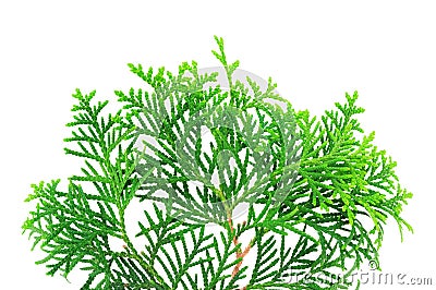 Branch of a thuja tree Stock Photo