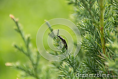 The branch of thuja and black beetle Stock Photo