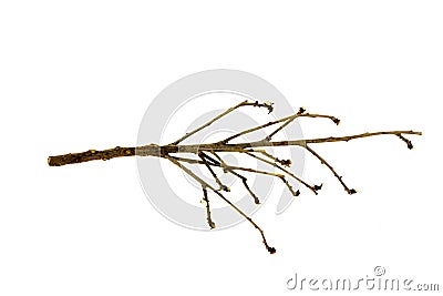 Branch of tree Stock Photo
