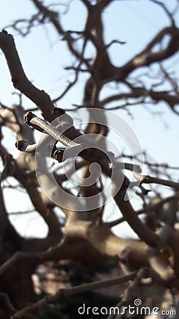 A branch of a tree beautifully bent Stock Photo