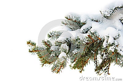 A branch of a tree covered with fluffy snow, Paw pine with green needles Stock Photo