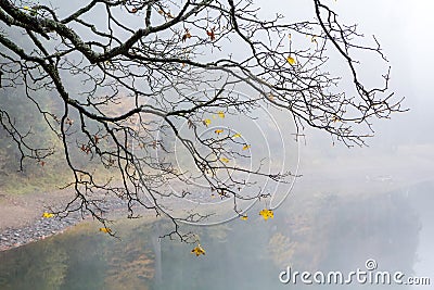 A branch of a tree with flying yellow leaves in a fog Stock Photo