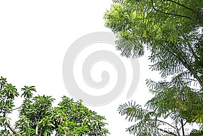 Fresh high branch tree green leave isolated on white background. greenery frame card with copy space for text. Stock Photo