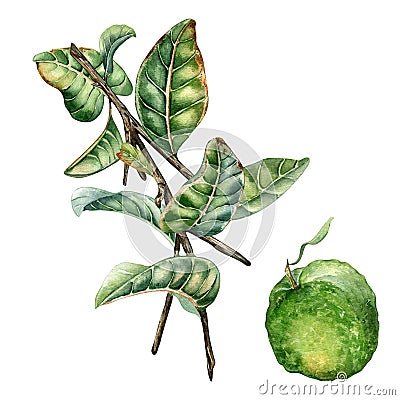 Branch of tree and guava fruit watercolor illustration isolated on white background. Guajava with green leaves, tropical Cartoon Illustration