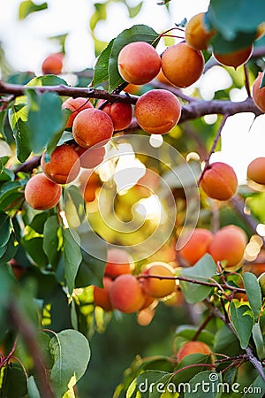 Branch of tree with ripe apricots Stock Photo