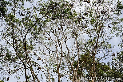 Branch of trees full of Bats sleeping upside down in evergreen forest at Sydney Centennial Park. Stock Photo