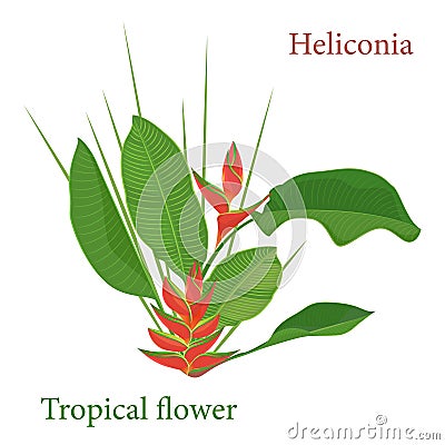 Branch tropical heliconia flower leaves. Watercolor realistic drawing in flat color style. isolated on white background Vector Illustration