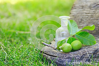 branch with two unripe green walnuts with leaves for preparation of medicines and tinctures. clear bottle with elixir cork. bottle Stock Photo