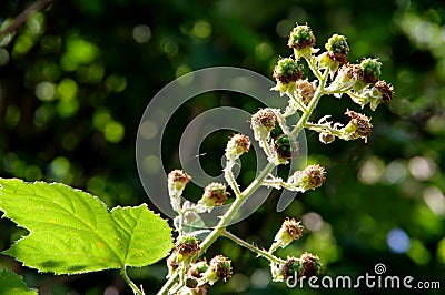 Branch with unripe blackberries in a slight backlight Stock Photo