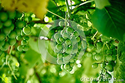 Branch of unripe young green grapes Stock Photo