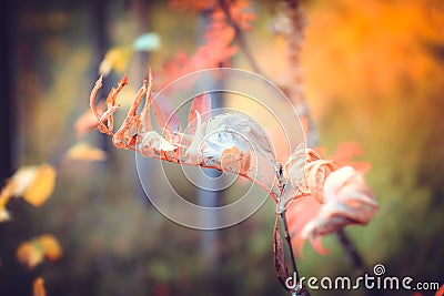 Branch with the unusual dried-up leaves tightened Stock Photo