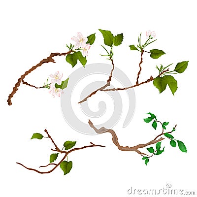 Branch various Sprigs twig apple tree and bush vintage hand draw vector Vector Illustration