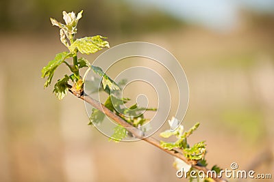 Branch of vine with first green leaves in vineyard in early spr Stock Photo