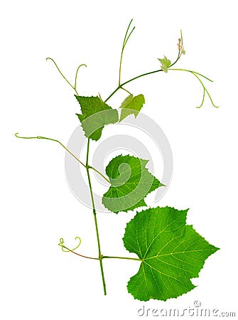 Branch vine leaves isolated on white Stock Photo