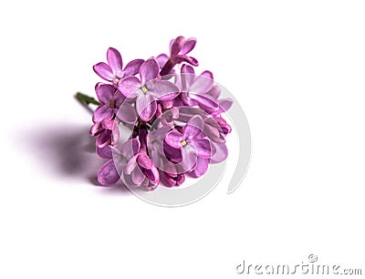 Branch violet lilac flowers on white background Stock Photo