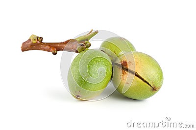 Branch of a walnut isolated Stock Photo