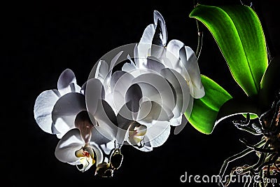Branch of white blooming orchid Stock Photo