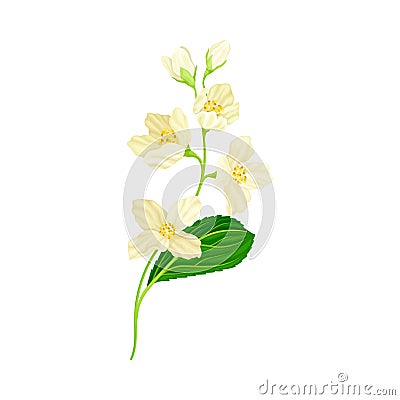 Branch of White Jasmine Fragrant Flowers on Stem with Green Leaves Closeup View Vector Illustration Vector Illustration