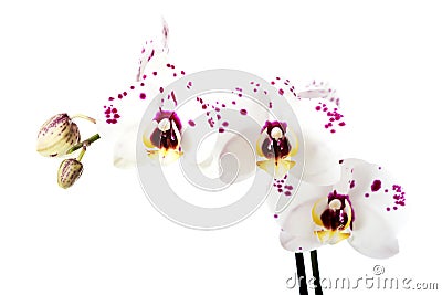 Branch of white orchid flower Stock Photo