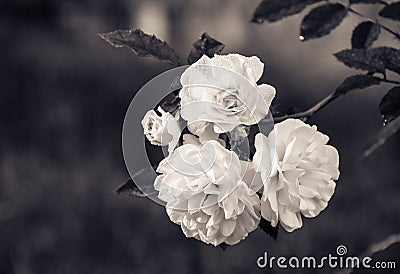 Branch with white roses on a natural green background. Monochrome Stock Photo