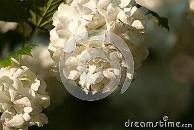 Branch of white viburnum snowball on blurred natural background Stock Photo