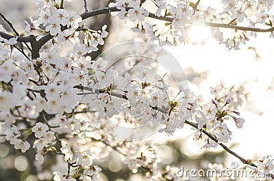 Branch of white wild Himalayan cherry blossom, Sakura tree Stock Photo