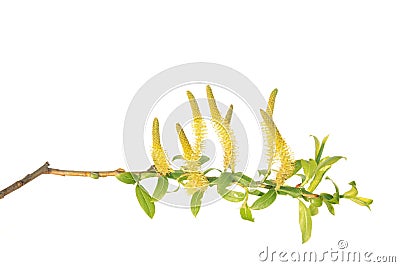 Branch of white willow (Salix alba) with catkins isolated on white Stock Photo