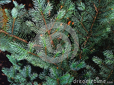 Branch of white wood tree in detail background Stock Photo