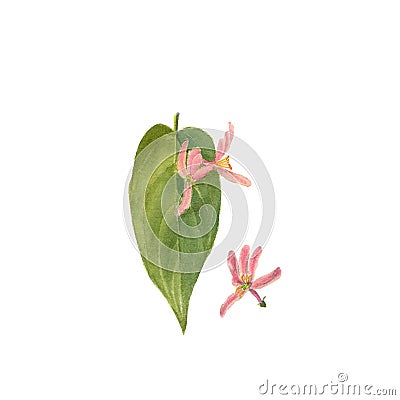 Branch of wild honeysuckle, hand painted Isolated watercolor illustration Cartoon Illustration