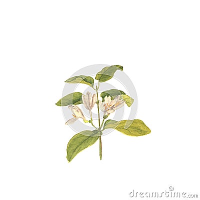 Branch of wild honeysuckle, hand painted watercolor illustration Cartoon Illustration