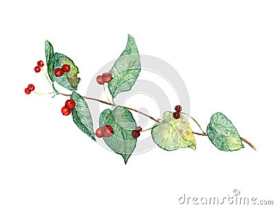 Branch of wild honeysuckle with ripe berries Cartoon Illustration