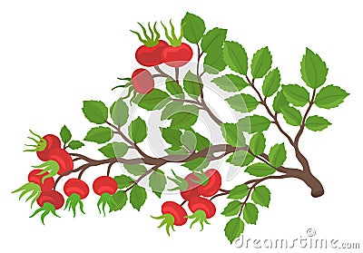 A branch of wild rose hip. Ripe plant rosehip. Showing the bright red hips. Used for herbal teas. Vector hand drawn Vector Illustration