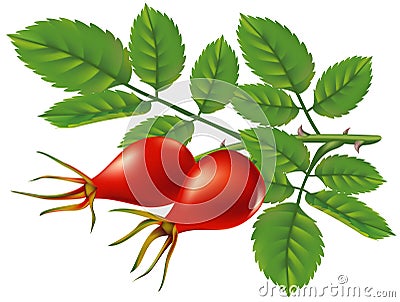 A branch of wild rose hips. Vector illustration. Vector Illustration