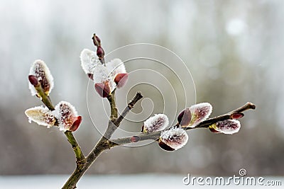 Branch of willow with blossoming buds in early spring, close-up Stock Photo