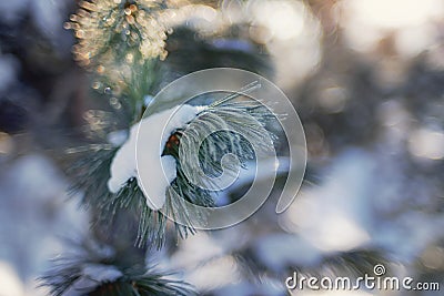 A branch of winter fir trees in the snow the spring sun Stock Photo