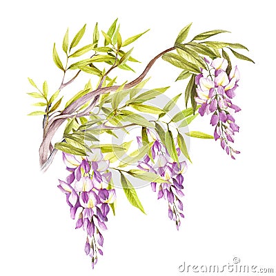 Branch of wisteria. Hand draw watercolor illustration Cartoon Illustration