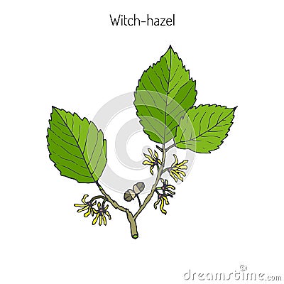 Branch of a witch hazel Vector Illustration