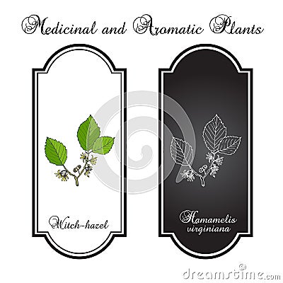 Branch of a witch hazel Vector Illustration