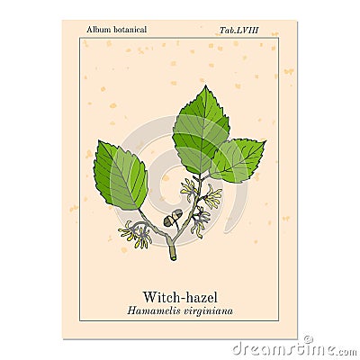 Branch of a witch hazel Vector Illustration