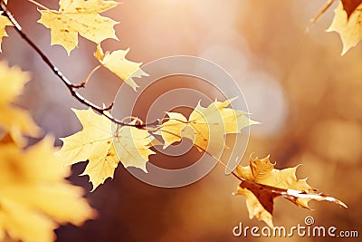 Branch with yellow maple leaves Stock Photo