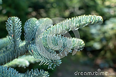 Branch of young blue normann fir Christmas tree Stock Photo