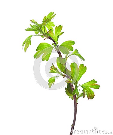 Branch with young green spring leaves isolated on white background. Golden Currant Stock Photo
