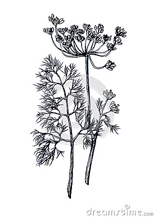 Branche and leaves of dill. Cartoon Illustration