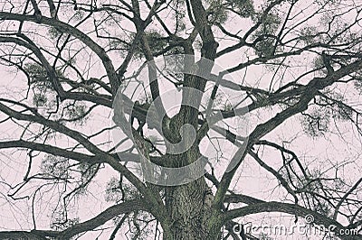 Branched bare tree Stock Photo