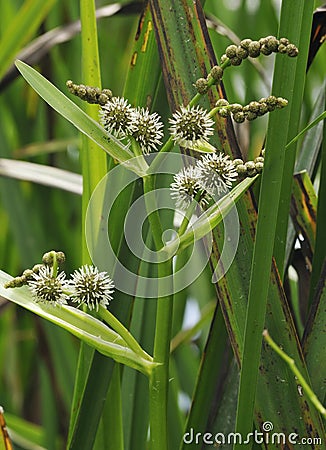 Branched Bur-reed Stock Photo