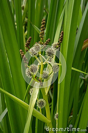 Branched Bur-reed Flowers and Brown Buds Stock Photo